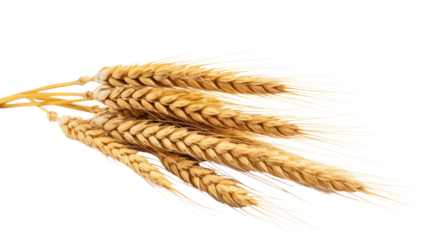 Wheat on the transparent background