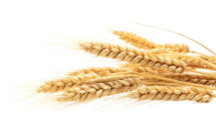Wheat on the transparent background