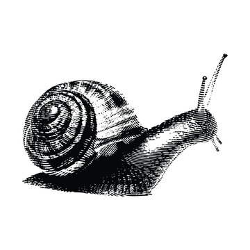 snail hand draw vintage engraving style black and white clip art isolated on white background