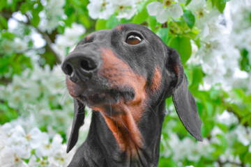 Portrait of a beautiful dachshund in a flowering garden. A dog poses among white spring flowers.