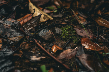 Tokyo street at summer 