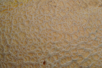 Melon skin texture,super close up