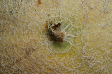 Ripe melon , front side ,super macro view