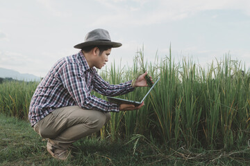 The hands of a farmer close-up holding a handful of ear of rice in a rice field, Close up nature photo Idea of a rich harvest, Young farmer standing in a green wheat field examining crop.