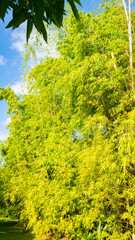 Fototapeta premium Bamboo trees are rustling with wind in a hotel in the Dominican Republic. 