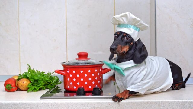 Strict dog in chef hat and uniform sits at electric stove preparing vegetable soup in bright saucepan Courses in healthy dietary nutrition, strict coach knocks his paw on table, controls the cooking