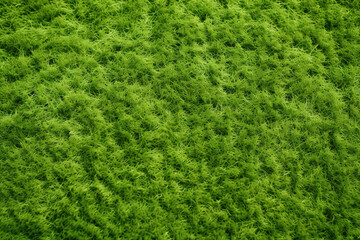 The close up landscape detail of lush green grass meadow or artificial grass in a football field texture surface, background and wallpaper. Generative AI.