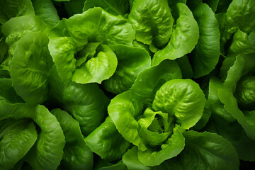 Fototapeta na wymiar The top view close up detail of fresh green lettuce cultivated and grown up in a field, wallpaper and background. Generative AI.