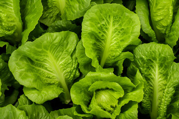 Fototapeta premium The top view close up detail of fresh green lettuce cultivated and grown up in a field, wallpaper and background. Generative AI.