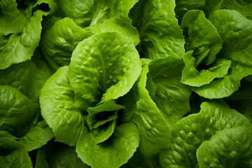 The top view close up detail of fresh green lettuce cultivated and grown up in a field, wallpaper and background. Generative AI.