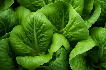 Fototapeta na wymiar The top view close up detail of fresh green lettuce cultivated and grown up in a field, wallpaper and background. Generative AI.