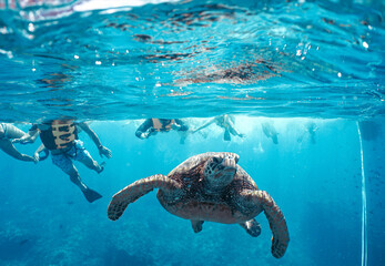 Snorkeling with Wild Hawaiian Green Sea Turtles in Hawaii 