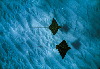 Swimming with spotted eagle rays in clear water in Hawaii 