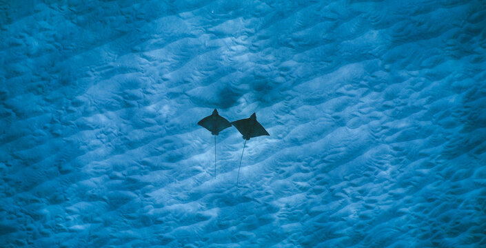 Swimming with spotted eagle rays in clear water in Hawaii 