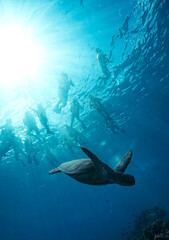 Obraz premium Snorkeling with Wild Hawaiian Green Sea Turtles in Hawaii 