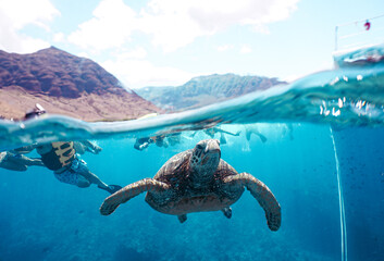 Snorkeling with Wild Hawaiian Green Sea Turtles in Hawaii 