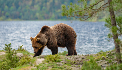 Brown bear walking with a lake in the forest