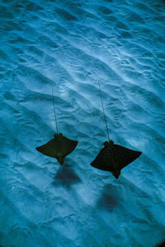 Swimming with spotted eagle rays in clear water in Hawaii 