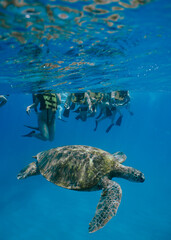 Obraz premium Snorkeling with Wild Hawaiian Green Sea Turtles in Hawaii 