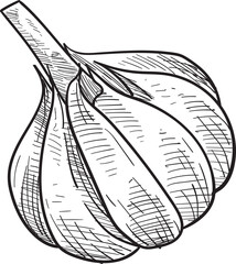 garlic handdrawn illustration