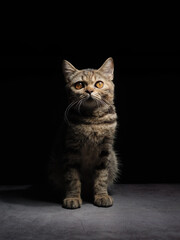 Obraz premium A beautiful gray striped Scottish cat with yellow eyes sits on a dark background. cat head close up Pictures for veterinary clinics Website about cats Focus on a specific point.copy space.