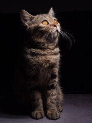 A beautiful gray striped Scottish cat with yellow eyes sits on a dark background. cat head close up Pictures for veterinary clinics Website about cats Focus on a specific point.copy space.