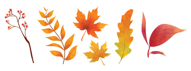 Vector watercolor Set of fall leaves, maple leaf, berries, branch. Forest design elements. Autumn illustrations isolated on white background for seasonal wedding invitations, greeting cards, posters.