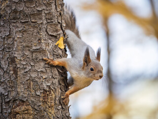 Portrait of a squirrel on a tree trunk