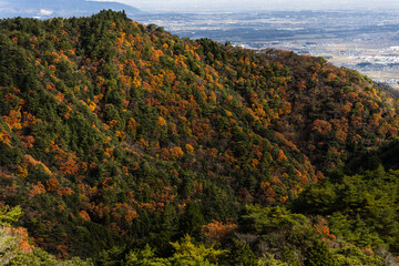 autumn fall with colorful tree