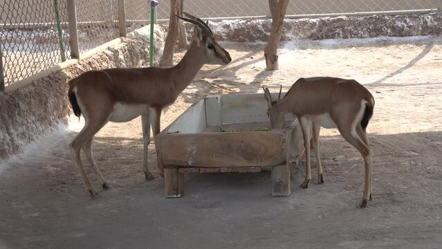 Herd of springboks standing in a farmland, Upington, South Africa. Vanison, game meat and skin production for export to overseas market in zoo multan