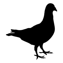 Dove Silhouette