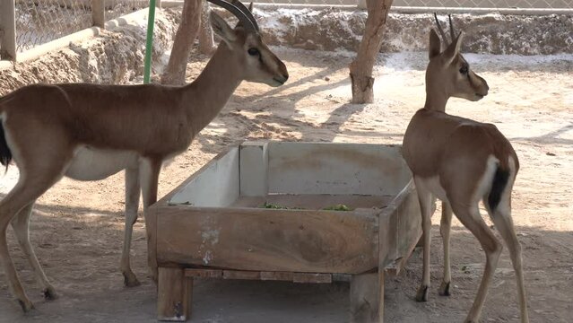 Herd of springboks standing in a farmland, Upington, South Africa. Vanison, game meat and skin production for export to overseas market multan zoo 4k