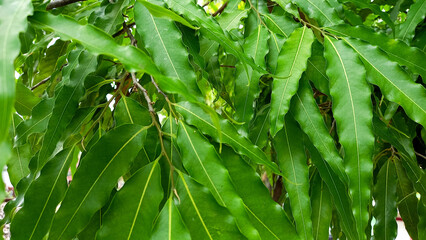 Polyalthia longifolia (Ashoka native to India) – tall evergreen tree. Leaf background.