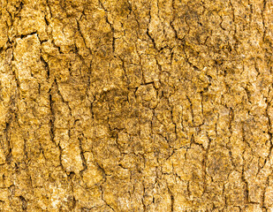 The background has a beautiful bark pattern