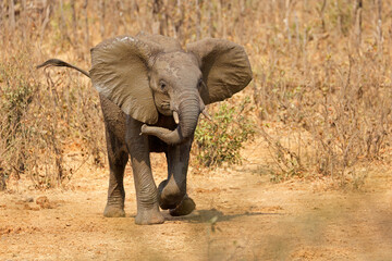 Fototapeta premium An aggressive African elephant (Loxodonta africana), Kruger National Park, South Africa.