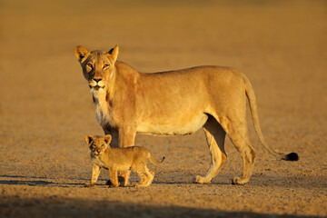 A lioness with small cub (Panthera leo) in early morning light, Kalahari desert, South Africa.