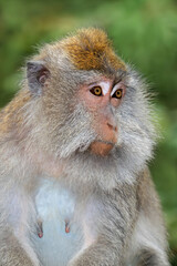Obraz premium Portrait of a Balinese long-tailed monkey (Macaca fascicularis), Ubud, Bali, Indonesia.