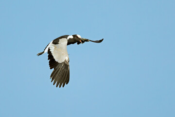 A blacksmith lapwing (Vanellus armatus) in flight with open wings, South Africa.