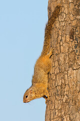 Tree squirrel (Paraxerus cepapi) sitting in a tree, Kruger National Park, South Africa .