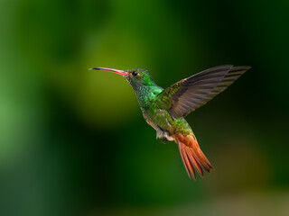 Fototapeta premium Rufous-tailed Hummingbird in flight on dark green background