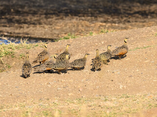 Yellow-throated Sandgrouses on the ground in Tanzania savannah