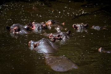 Group of hippopotamus resting in water, Tanzania