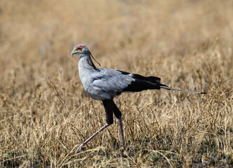 Obraz na płótnie Canvas Secretary-bird in dry grass in Serengeti National Park, Tanzania