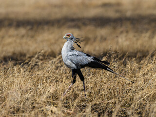 Secretary-bird in dry grass in Serengeti National Park, Tanzania