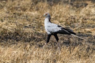 Secretary-bird in dry grass in Serengeti National Park, Tanzania
