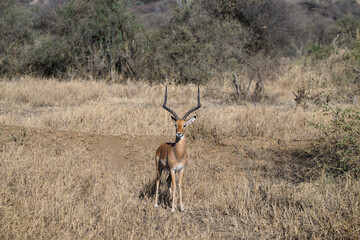 Naklejka premium Impala standing in the sun-dried savannah in the dry season