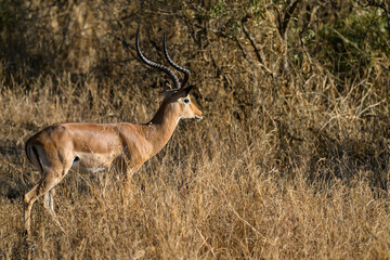 Naklejka na ściany i meble Impala standing in the sun-dried savannah in the dry season