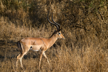 Naklejka na ściany i meble Impala standing in the sun-dried savannah in the dry season
