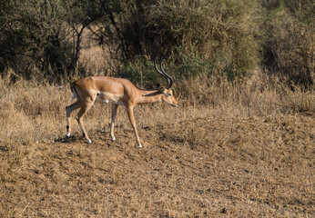 Impala standing in the sun-dried savannah in the dry season