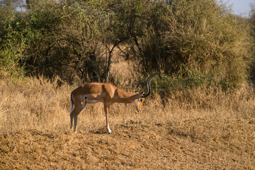 Naklejka premium Impala standing in the sun-dried savannah in the dry season